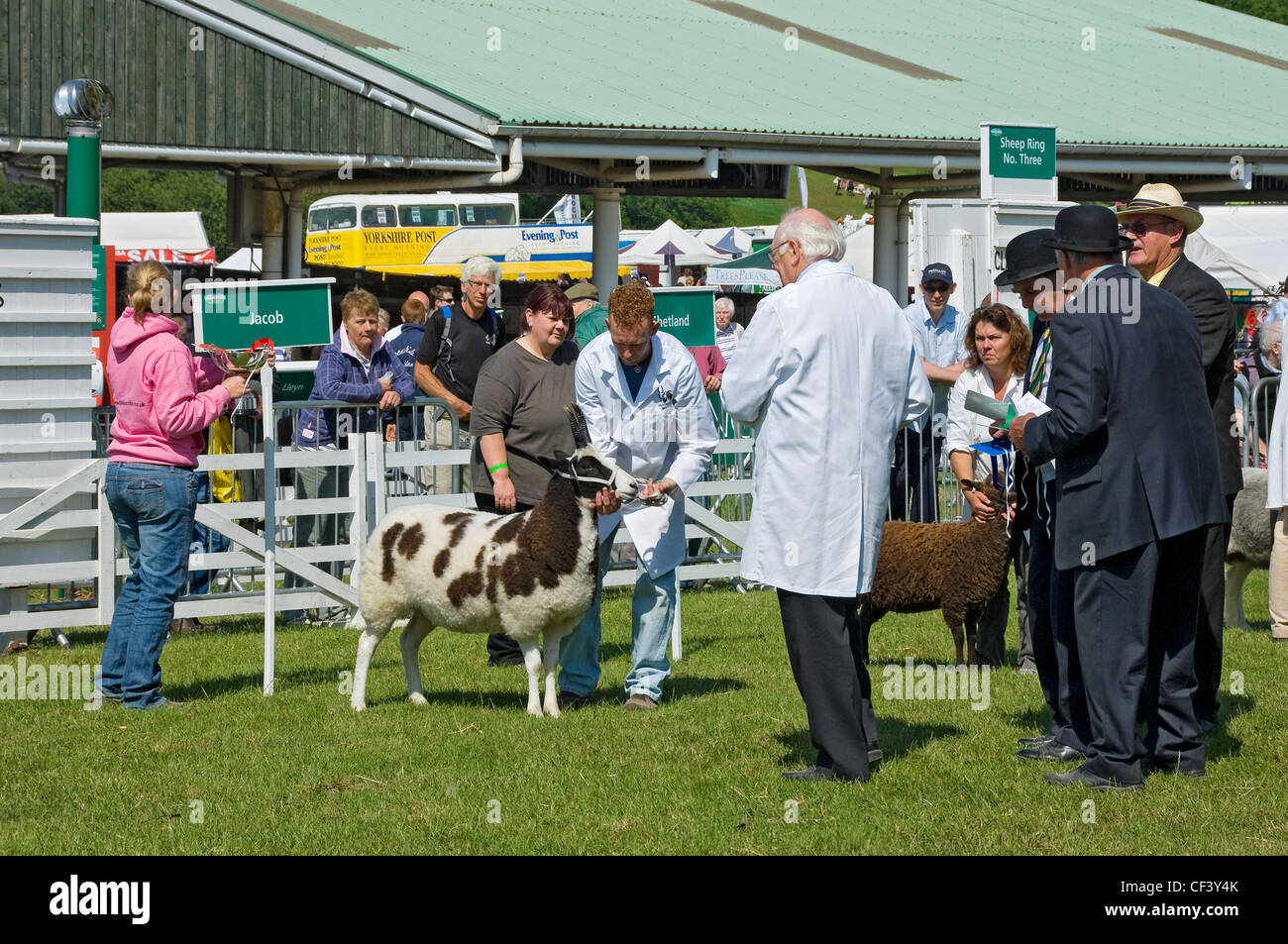 Razze di pecora tra cui Giacobbe e Shetland essendo giudicato al grande spettacolo dello Yorkshire. Foto Stock