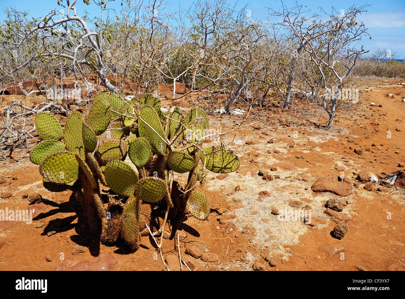 Isole Galapagos : Cactus tree, North Seymour Island, Isole Galapagos, Ecuador Foto Stock