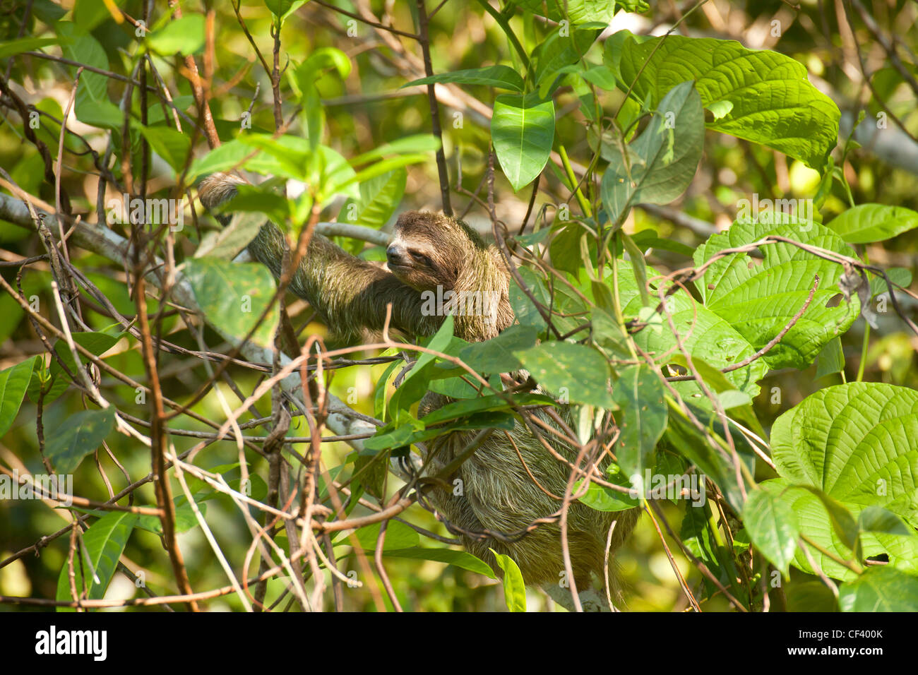 Il bradipo (Bradypus variegatus), Isola Bastimentos, Bocas del Toro, Panama America Centrale Foto Stock