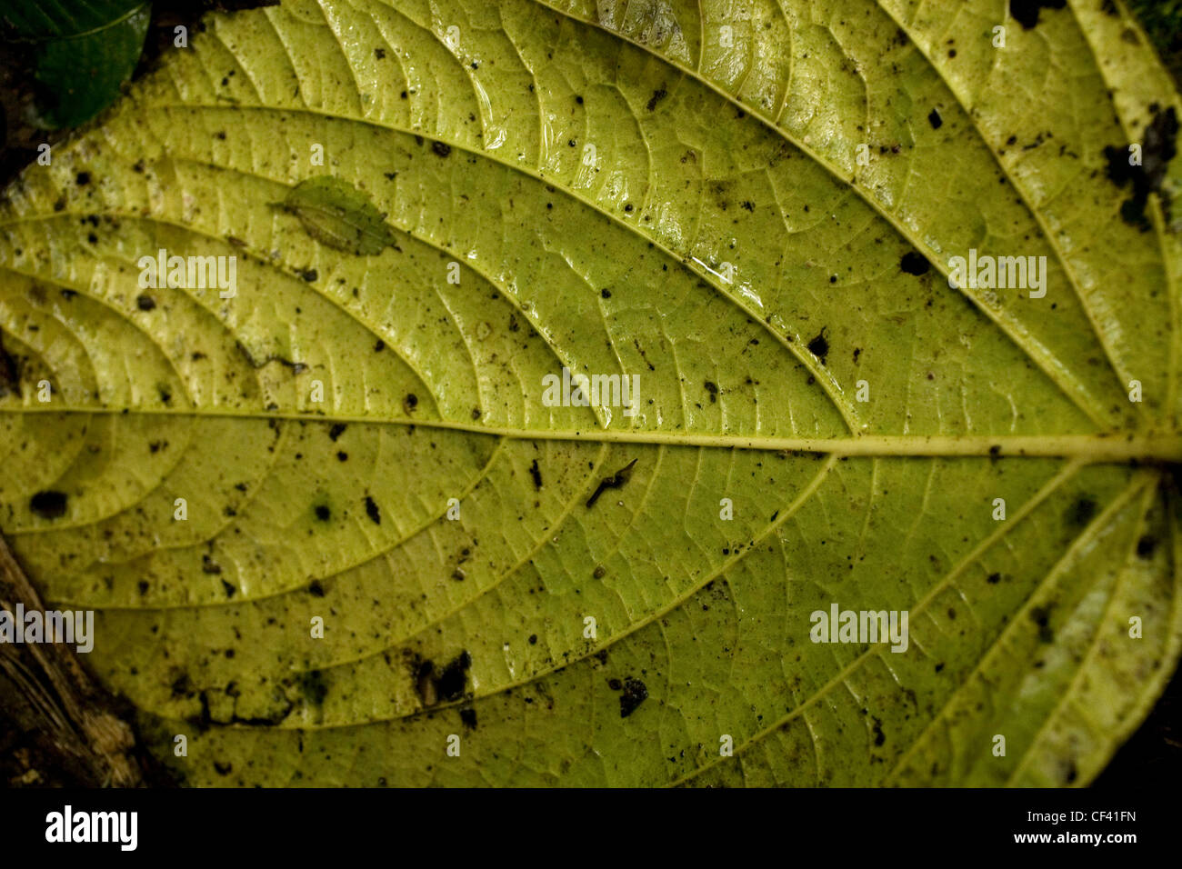 Il dettaglio di una foglia in El Triunfo Riserva della Biosfera in Sierra Madre mountains, Chiapas, Messico. Foto Stock