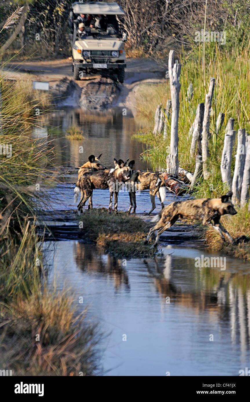 Cani selvatici a Moremi Game Reserve, il terzo ponte, Botswana Foto Stock