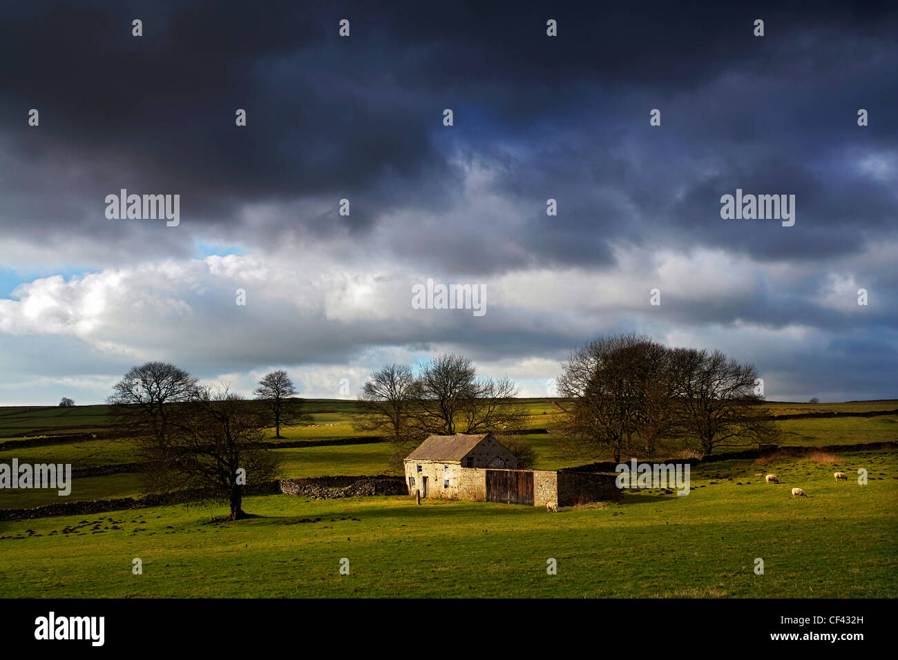 Pecore al pascolo da un telecomando agriturismo, ora adibita a fienile, vicino al piccolo villaggio di Flagg nell ovest del Peak District. Foto Stock
