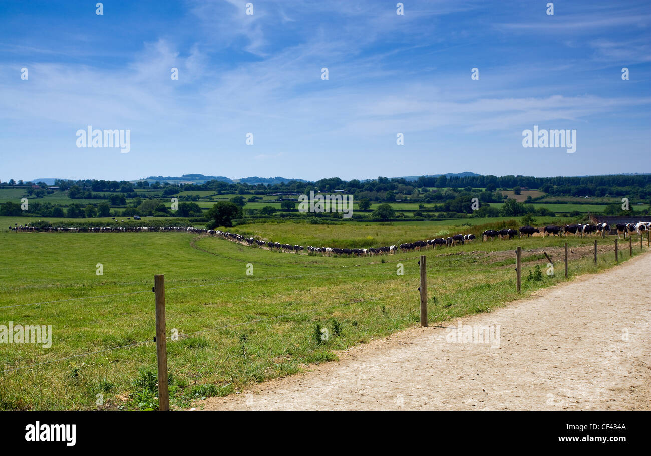 Una linea di capi di bestiame imbrancatsi attraverso Somerset terreni agricoli per la mungitura capannoni. Foto Stock