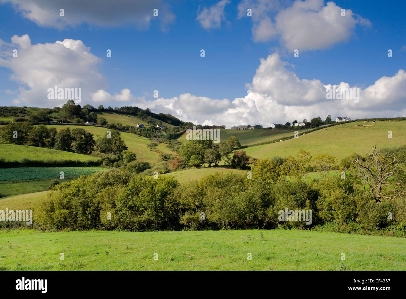 Vista su una lussureggiante valle verde verso il villaggio di Dorset di Birdsmoorgate. Foto Stock