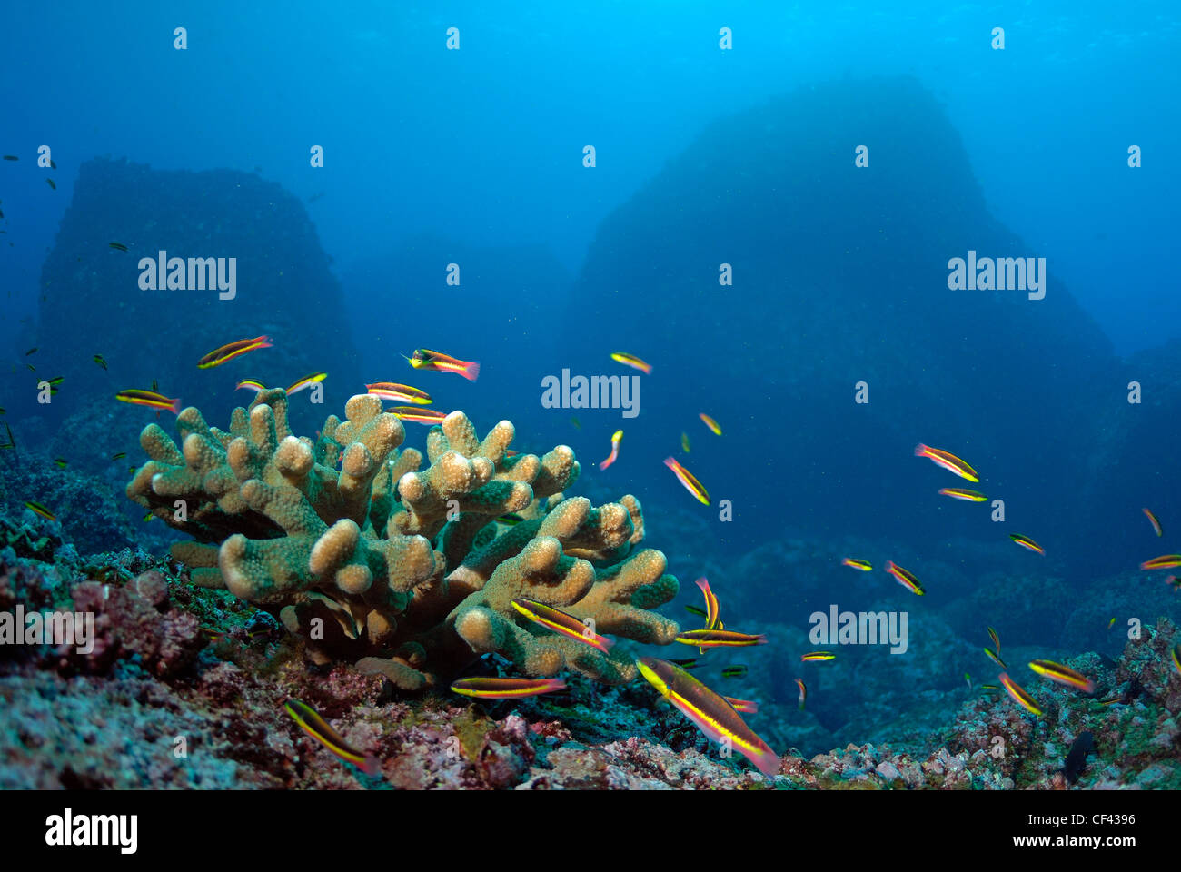 Corallo e Cortez donzelle, fase iniziale - Thalassoma lucasanum, Lupo isola, isole Galapagos, Ecuador Foto Stock