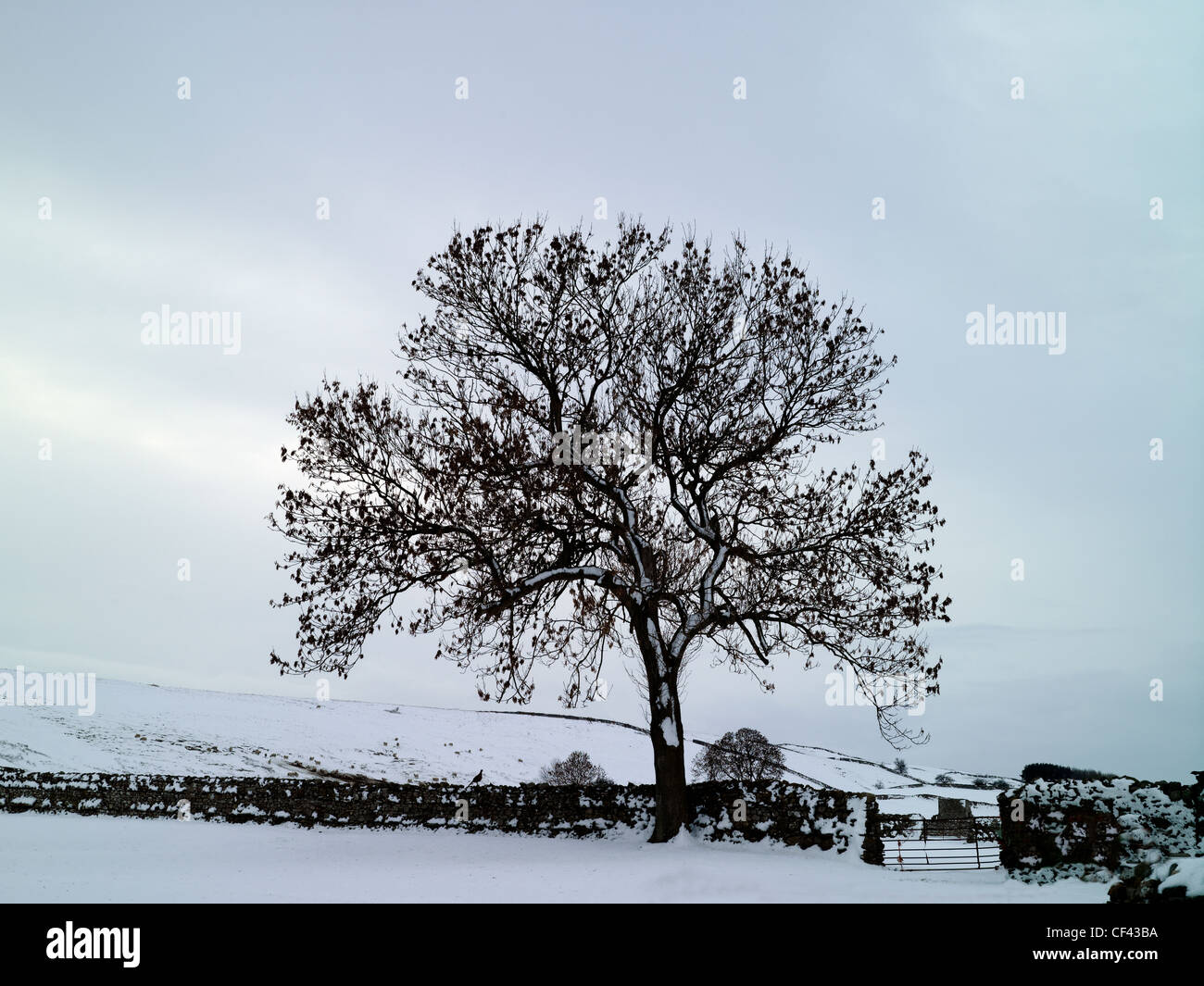 La neve che ricopre il suolo da un albero e stalattite tradizionale parete in un angolo remoto del Yorkshire Dales in inverno. Foto Stock