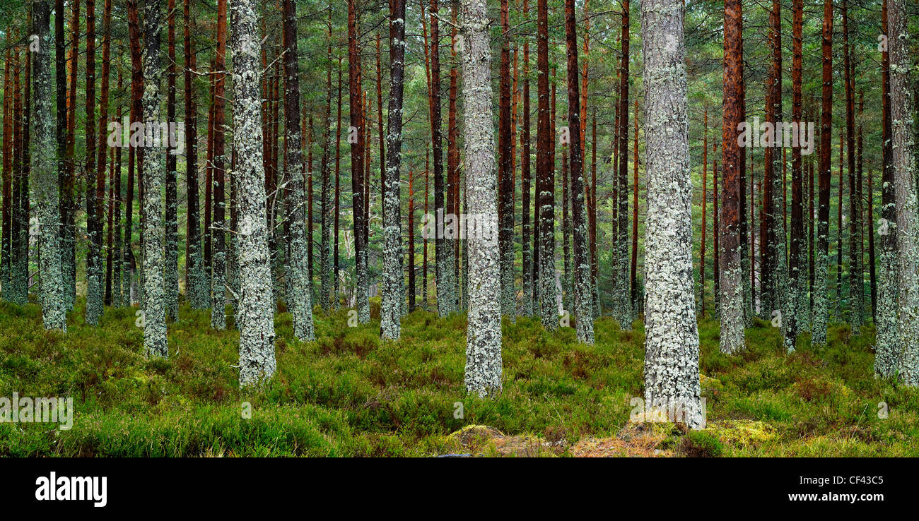 Una vista panoramica di filari di alberi governata ciecamente in Ballochbuie Forest. Foto Stock
