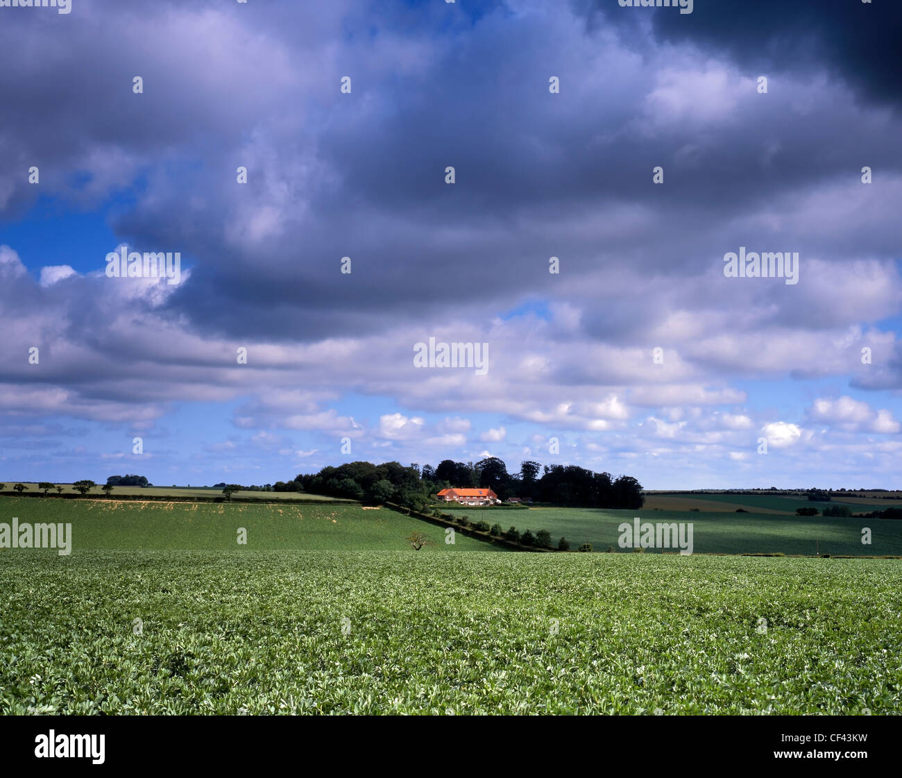 Terreno agricolo coltivabile vicino a King's Lynn. Foto Stock