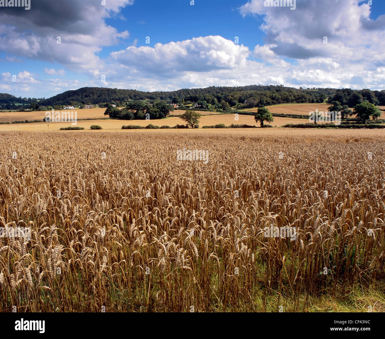 Un campo di maturazione il grano vicino Bulkeley. Foto Stock