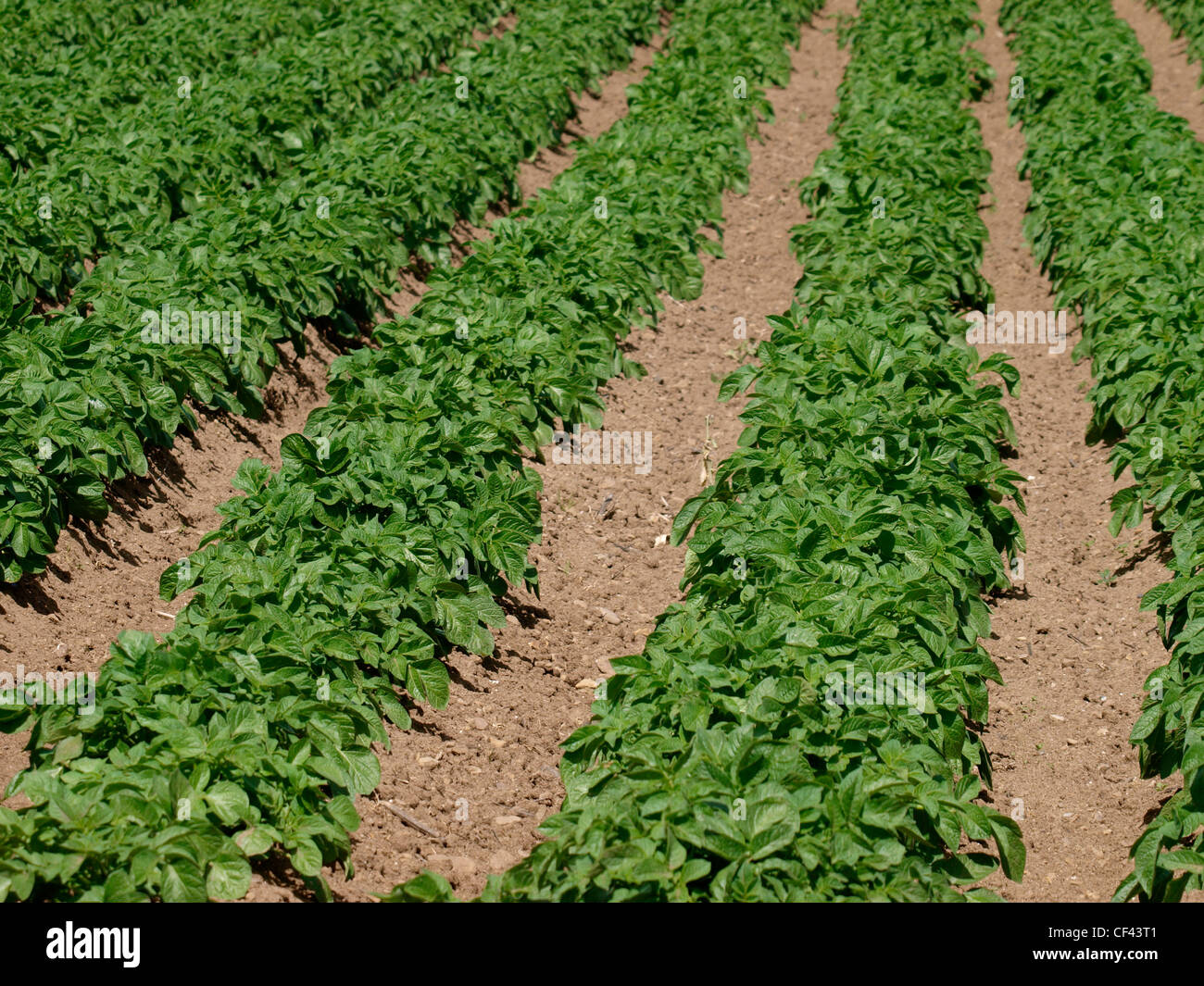 Il raccolto di patate che cresce in un campo, Cornwall, Regno Unito Foto Stock