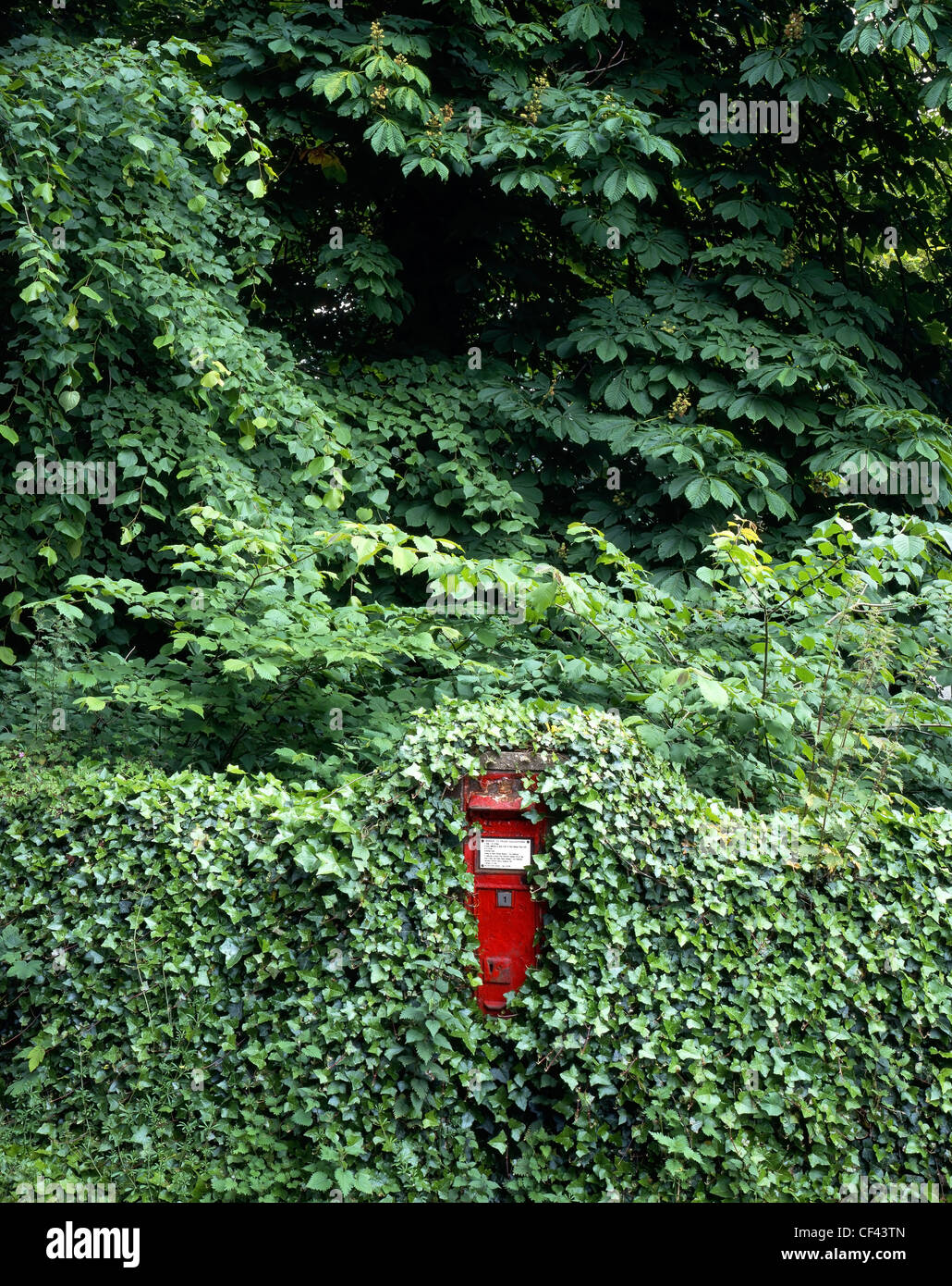 Un edera-clad letterbox rurale contro una fiorente sfondo frondoso. Foto Stock