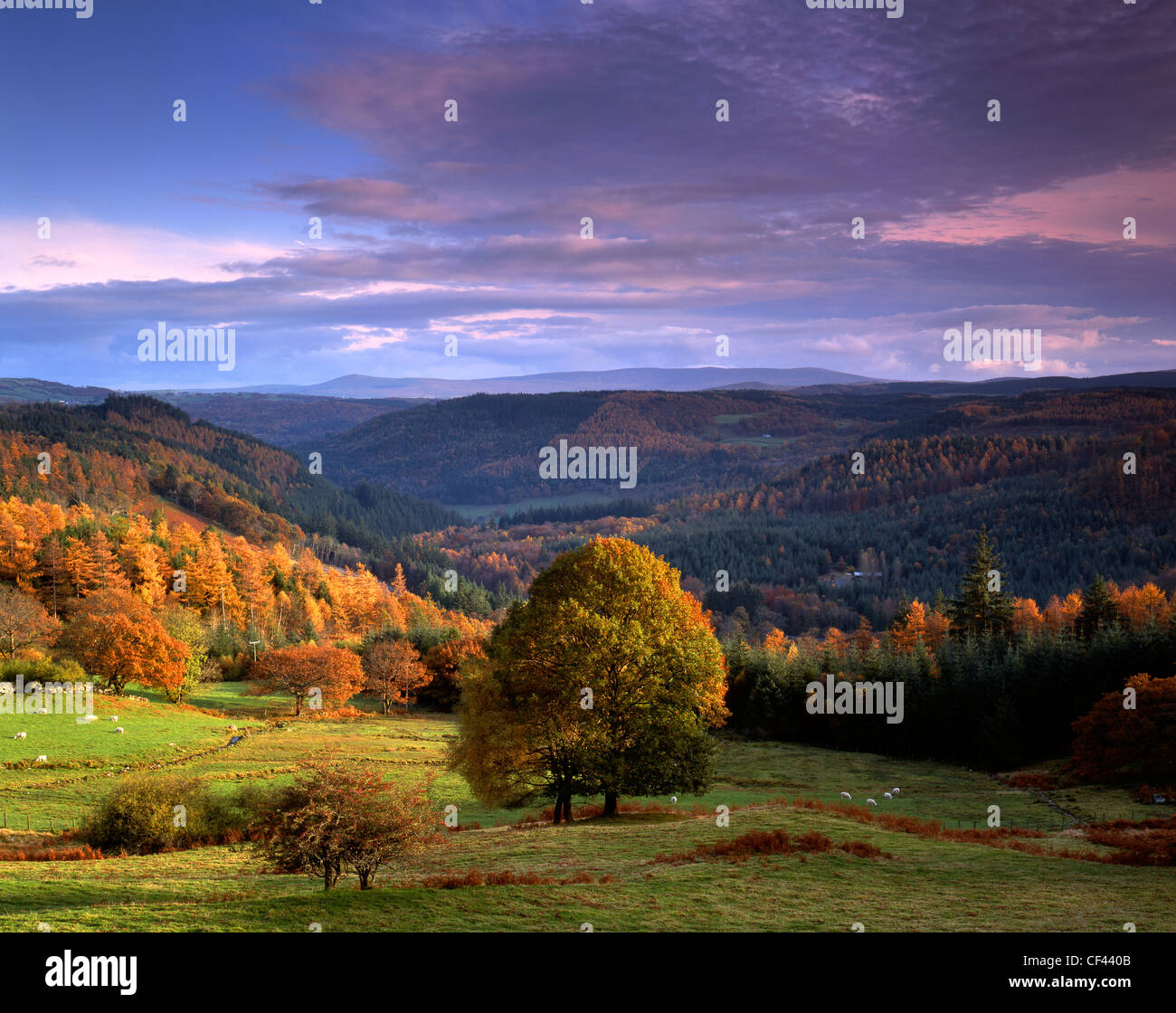 Vista della foresta di Gwydir in Snowdonia durante il picco dell'autunno. Foto Stock