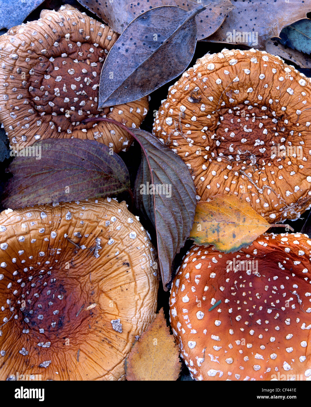 Variegata di funghi e foglie cadute, contrassegnare il picco dell'autunno. Foto Stock