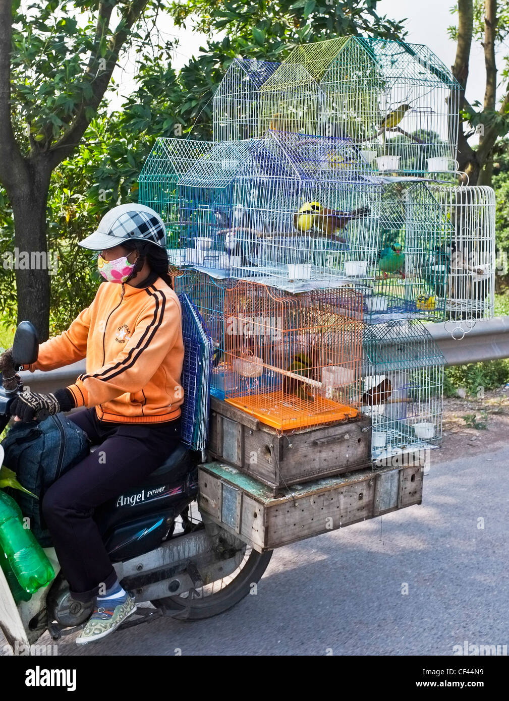 Ciclomotore consegna sovraccaricato con gabbie di uccelli, Hanoi, Vietnam Foto Stock