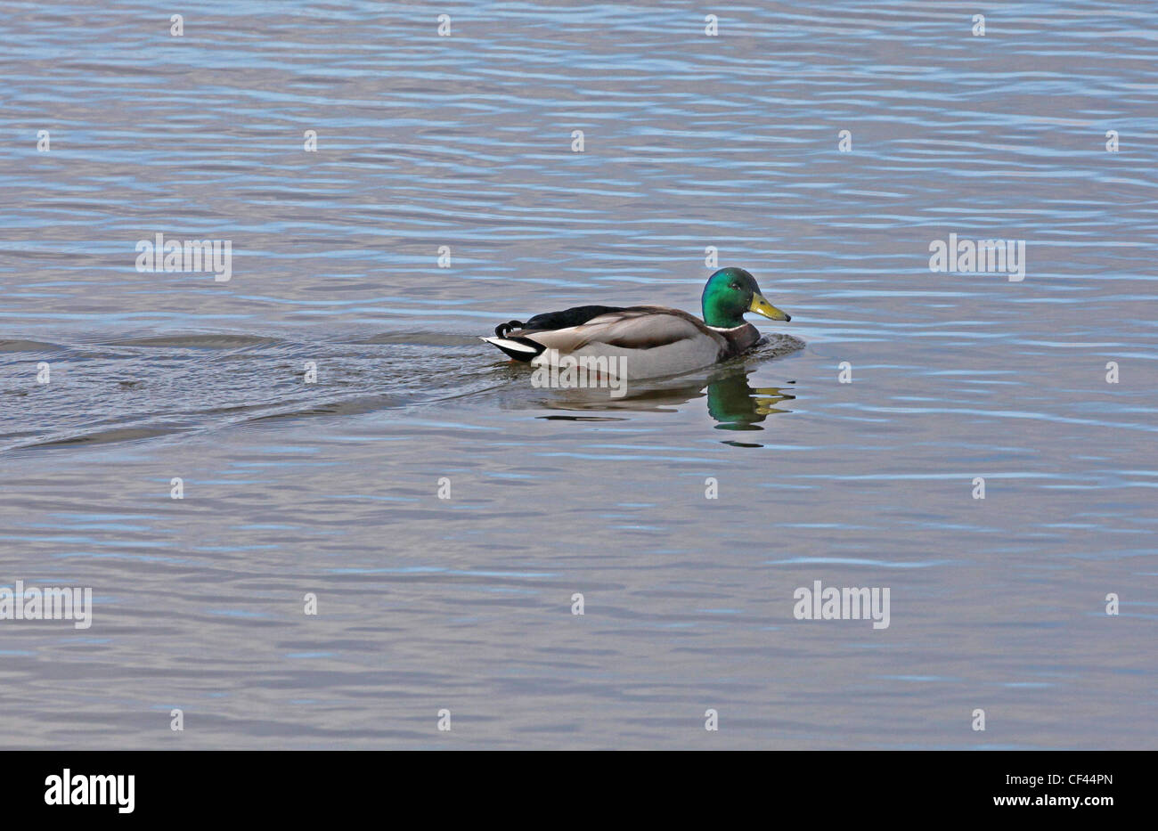Un drake Mallard duck in estate piumaggio Foto Stock