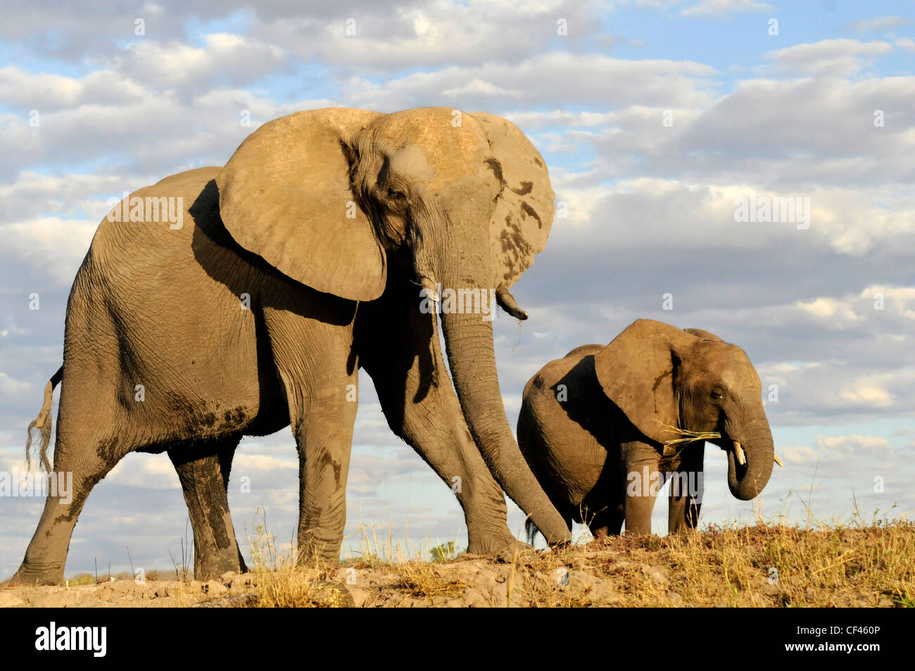 Adulto maschio africano Elefante. Savuti, Maun, Moremi, Xakanaxa Foto Stock