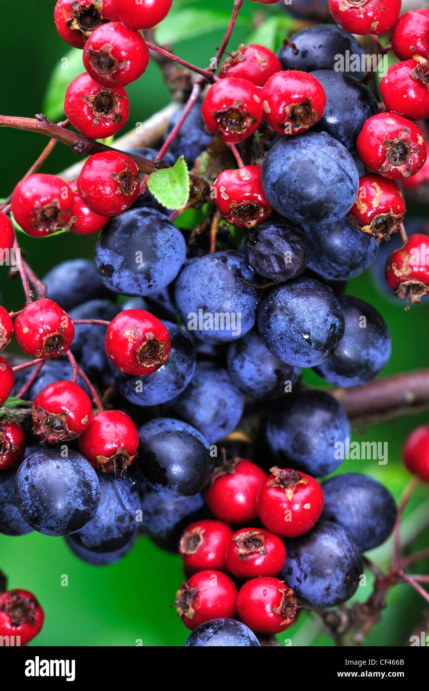 Siepe frutta - biancospino e sloe, nero e rosso UK Foto Stock