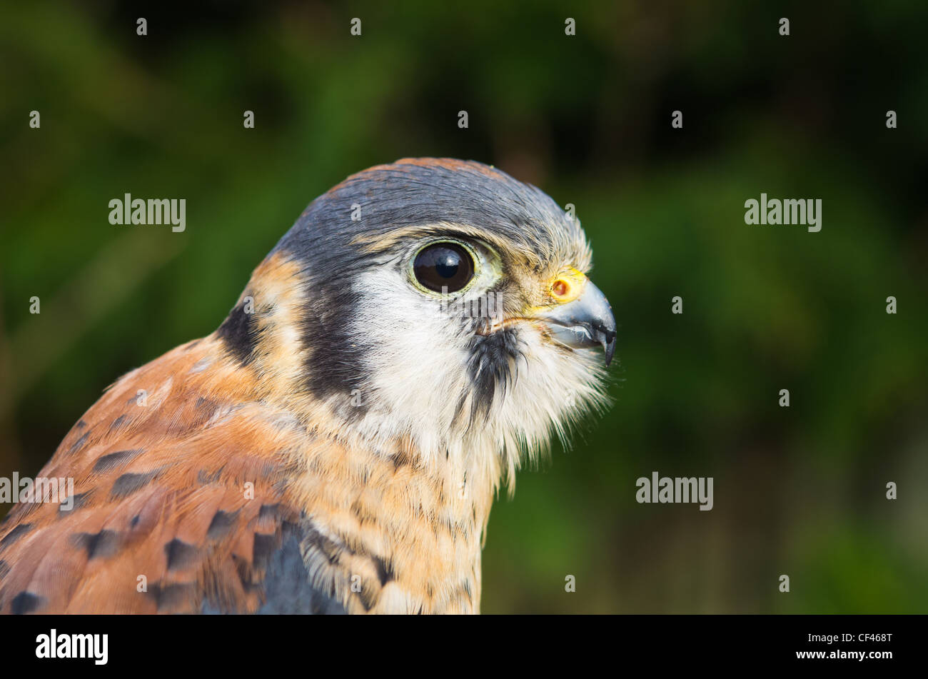 American Gheppio (Falco sparverius) Foto Stock