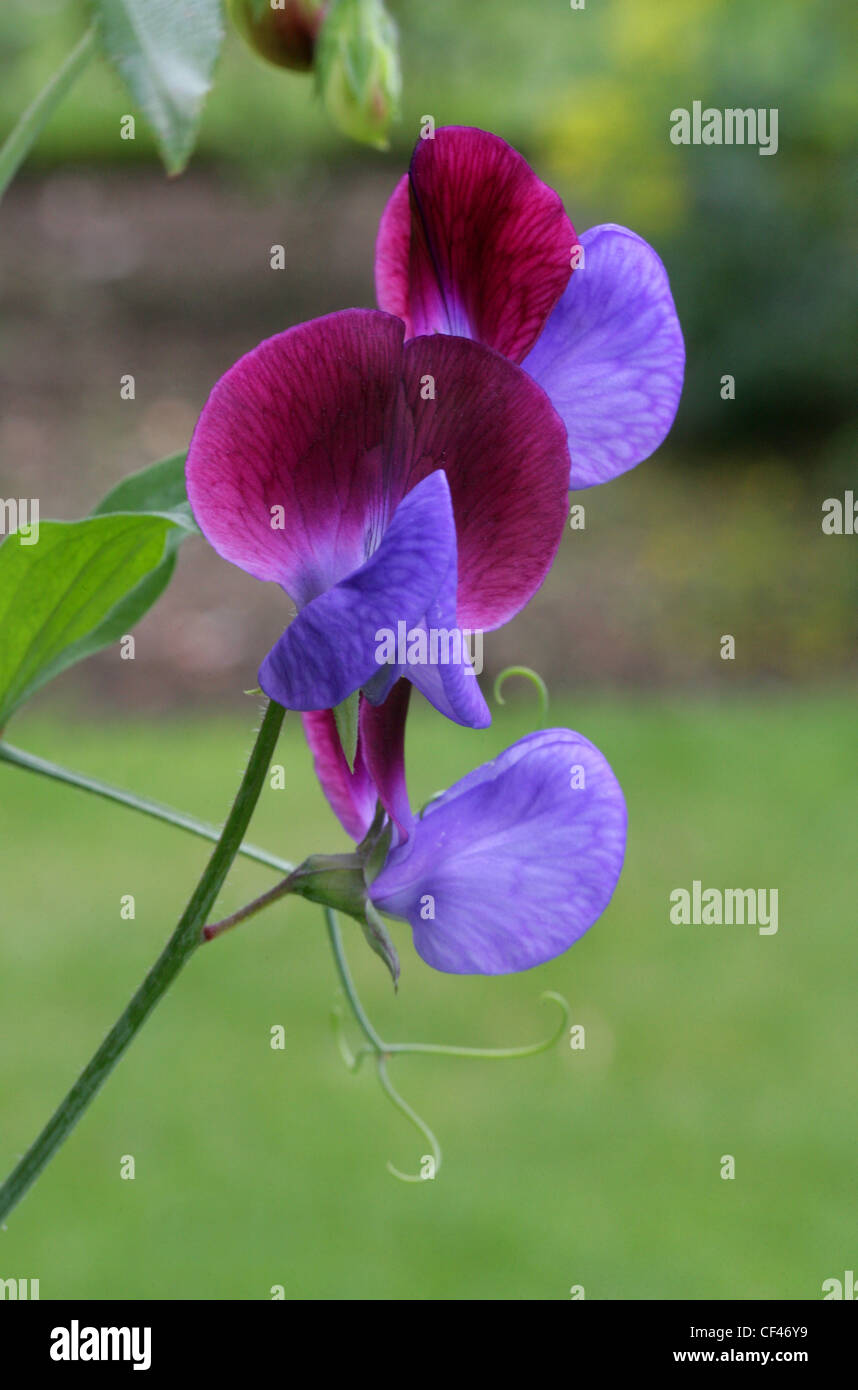 Sweet Pea Lathyrus odoratus, Fabaceae. Nativo di Mediterraneo orientale. Popolari di fiori coltivati. Foto Stock