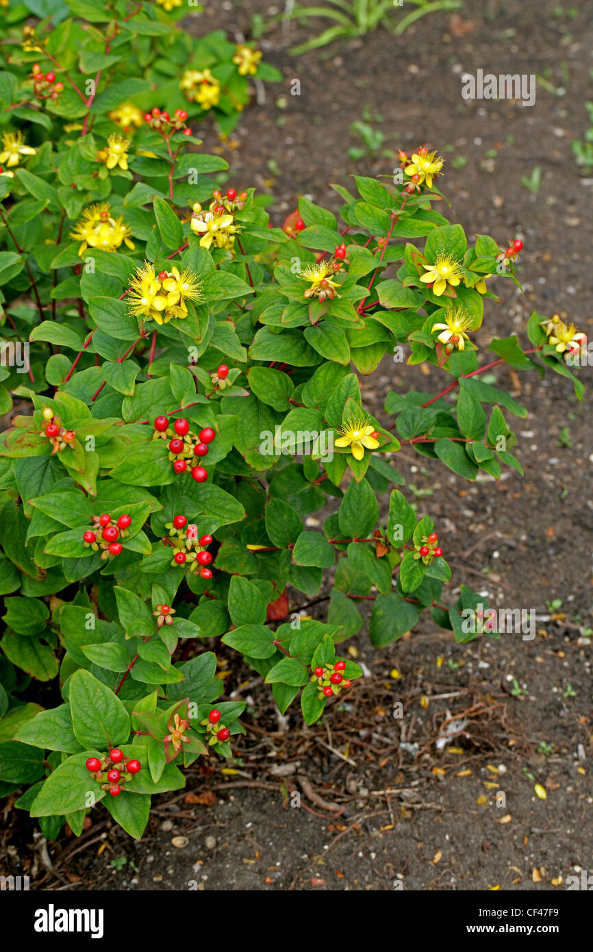 Tutsan, Hypericum androsaemum, Clusiaceae (Guttiferae). L'Europa. Foto Stock