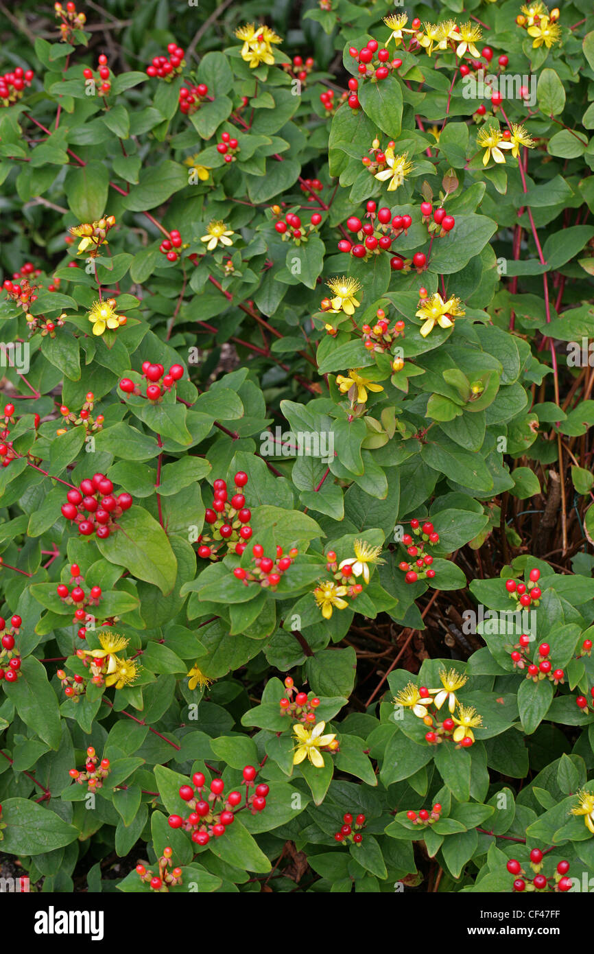 Tutsan, Hypericum androsaemum, Clusiaceae (Guttiferae). L'Europa. Foto Stock