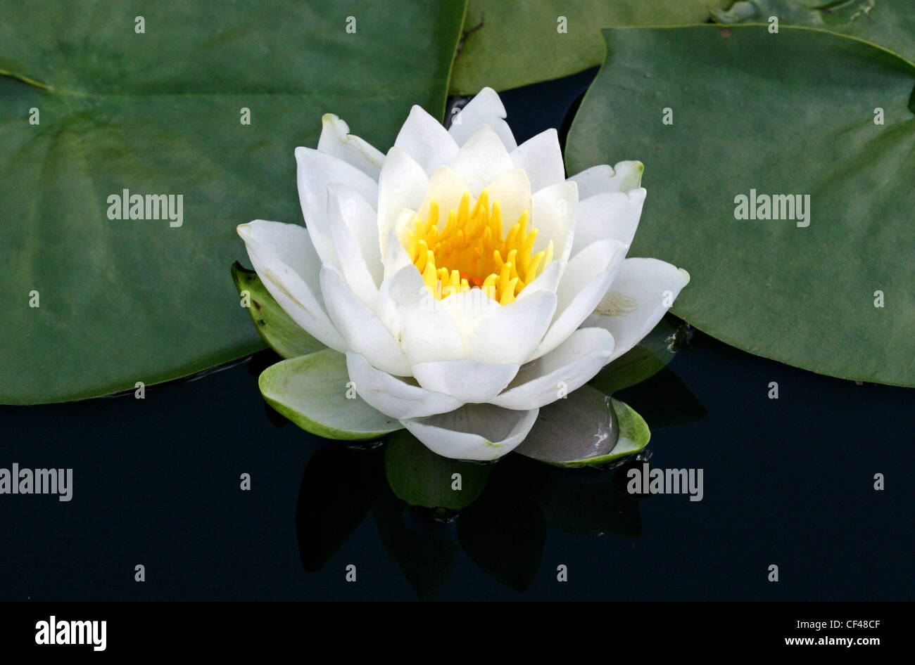 Fragranti Ninfea Nymphaea odorata, Nymphaeaceae. Il sud-est degli Stati Uniti. Foto Stock