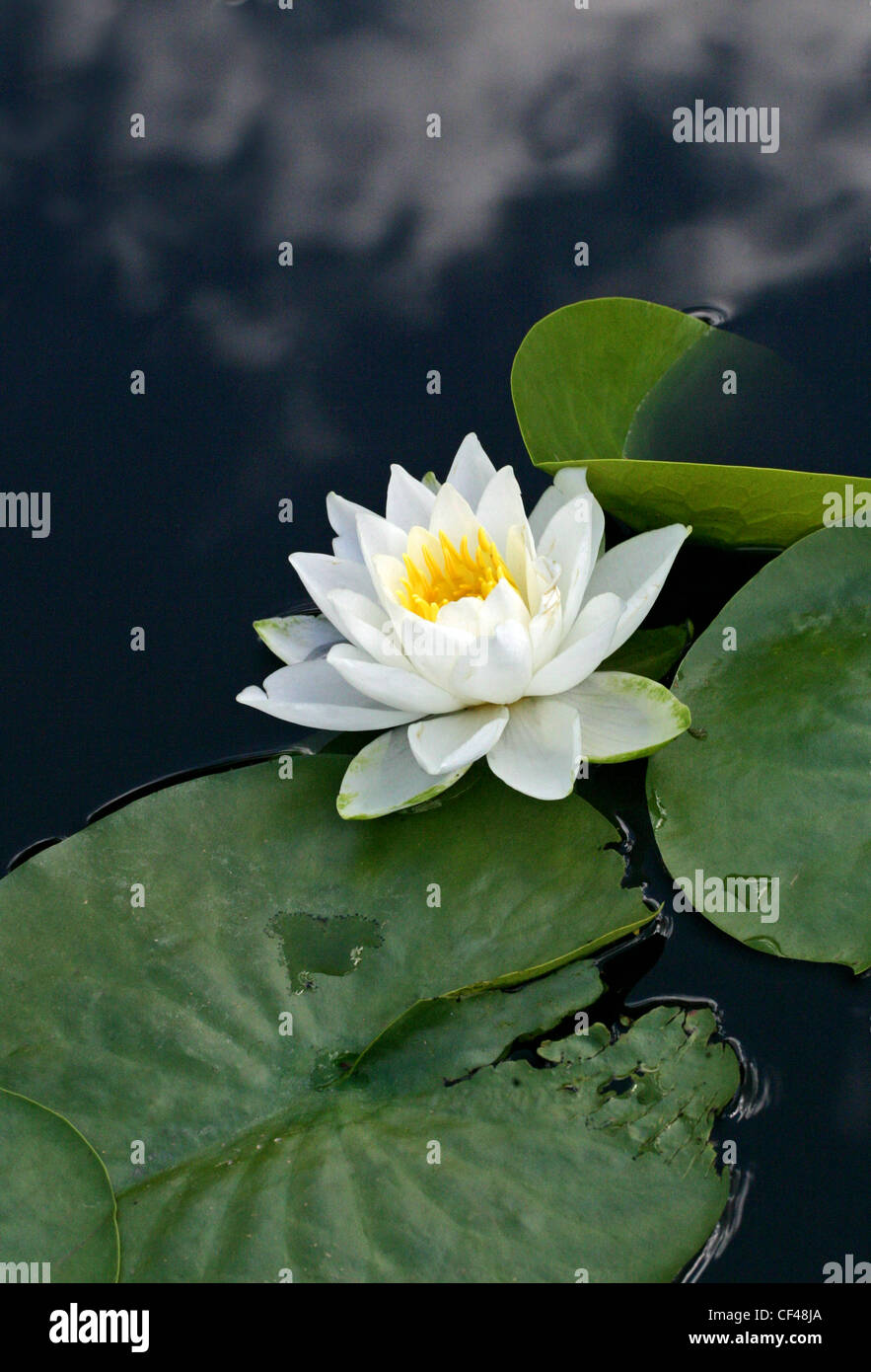 Fragranti Ninfea Nymphaea odorata, Nymphaeaceae. Il sud-est degli Stati Uniti. Foto Stock
