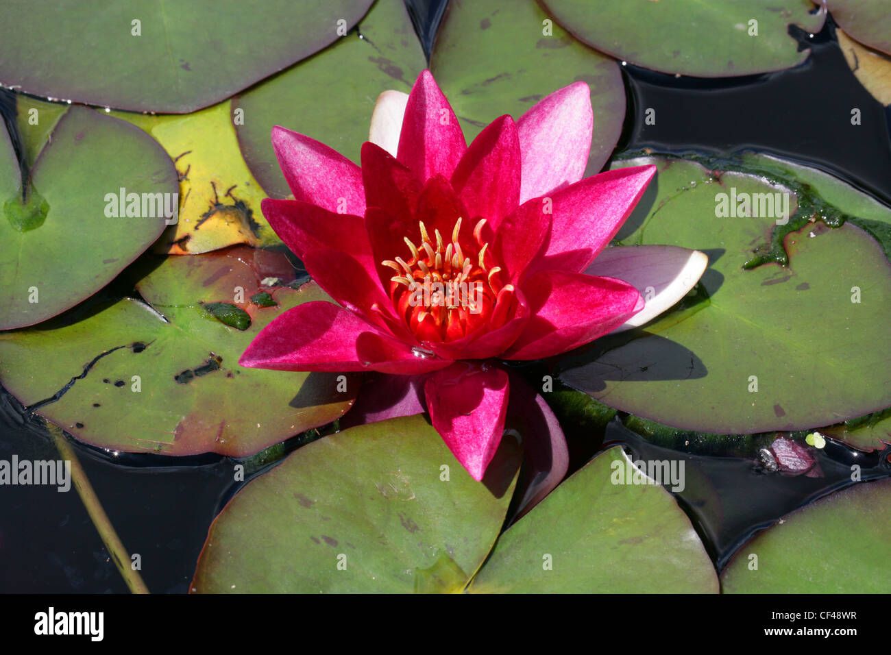 Giverny Red Hardy Ninfee, ninfei 'Laydekeri Fulgens', Nymphaeaceae. Foto Stock