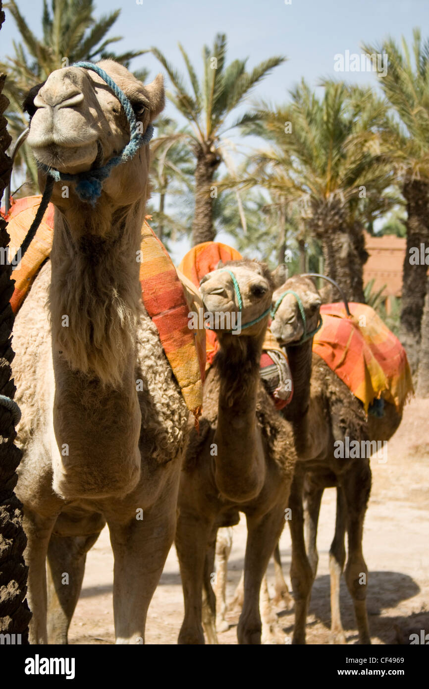 Tre cammelli in attesa di piloti in Marrakech Marocco. Foto Stock