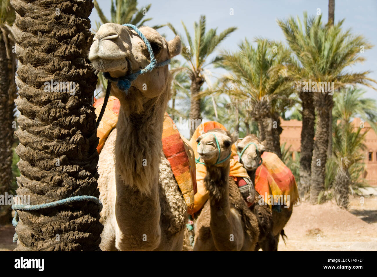 Tre cammelli in attesa di piloti in Marrakech Marocco. Foto Stock