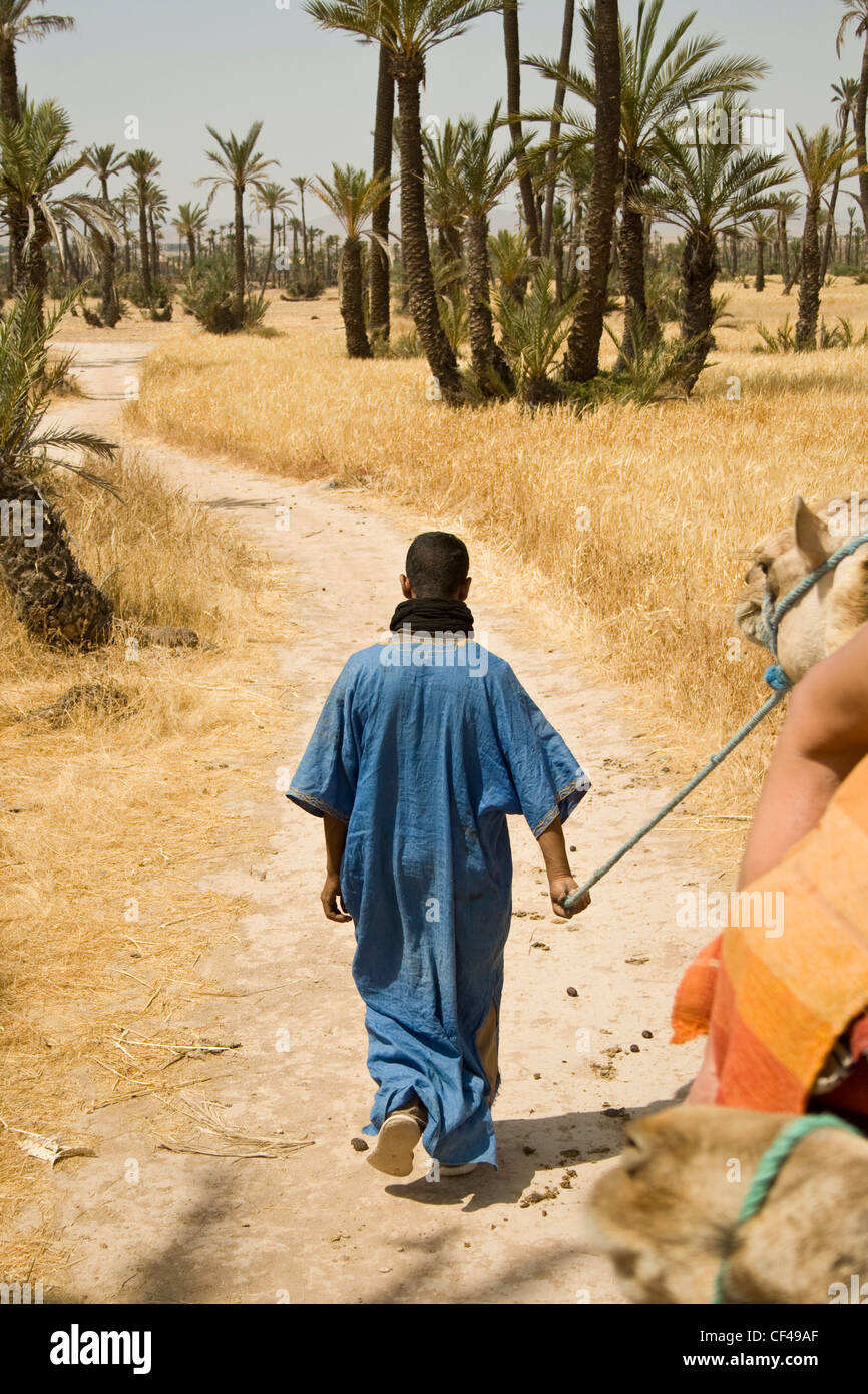 Uomo che conduce i piloti del cammello intorno la Palmeraie a Marrakech marocco Foto Stock