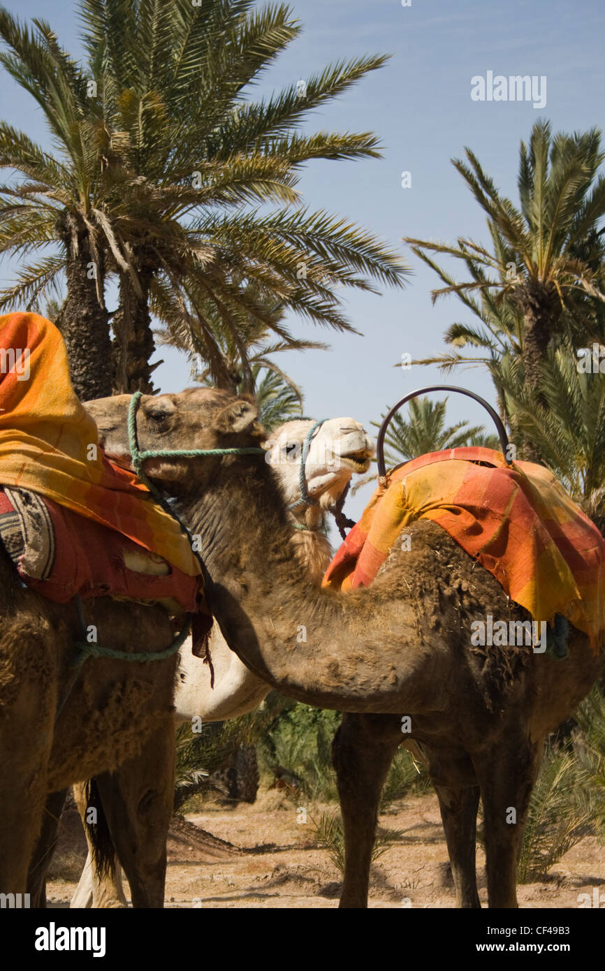 Cammelli in attesa di piloti in Marrakech Marocco. Foto Stock