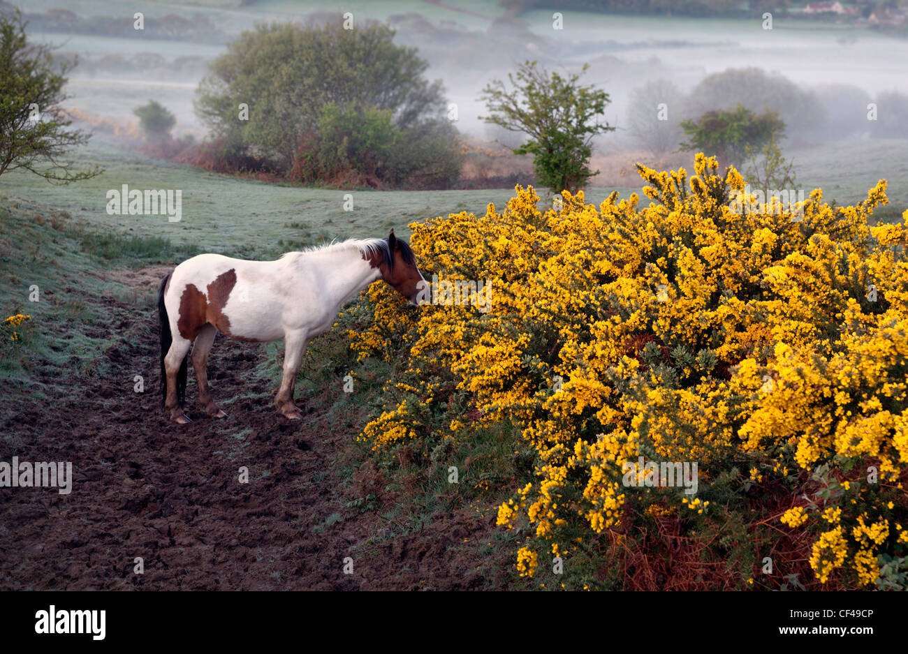 Un pony selvatici al pascolo in una nebbiosa mattina di primavera su Corfe Castle comune. Foto Stock