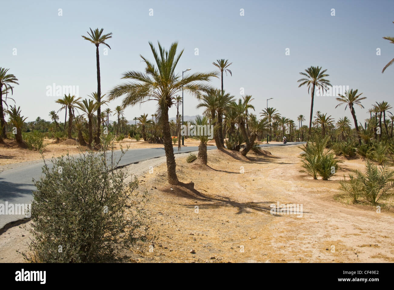 Una strada che corre attraverso le palme in La Palmeraie Marrakech marocco Foto Stock