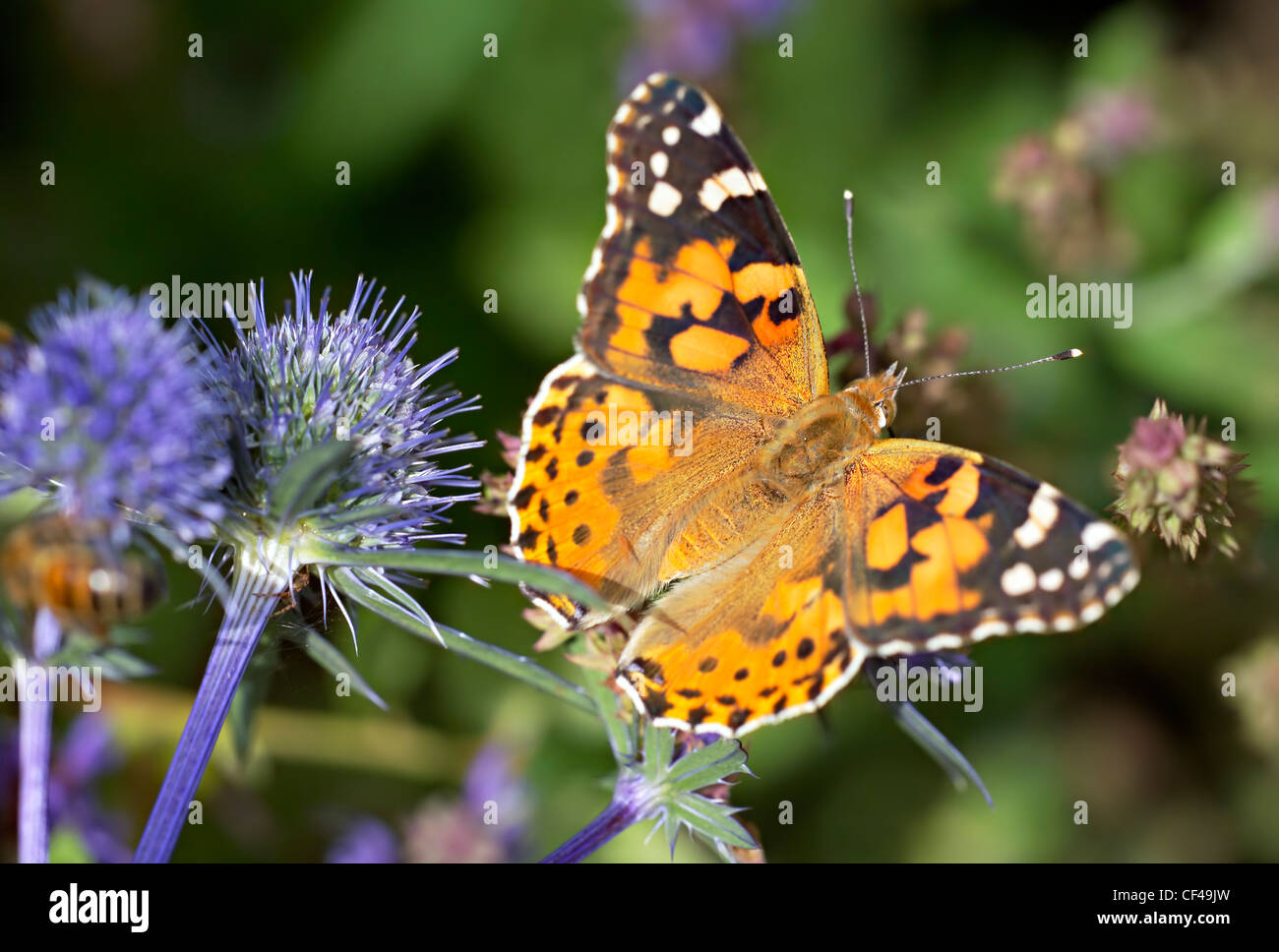 Inglese giardino estivo - Dipinti signora (Vanessa cardui) farfalla appoggiato da Echinops Ritro in un giardino inglese nel tardo summertim Foto Stock