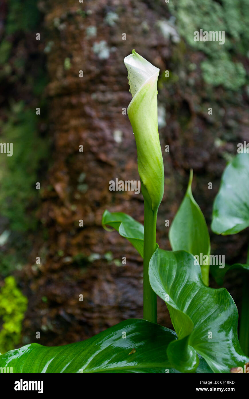 Arum Lily nel suo habitat naturale St Helena Island nel sud dell'Oceano Atlantico Foto Stock