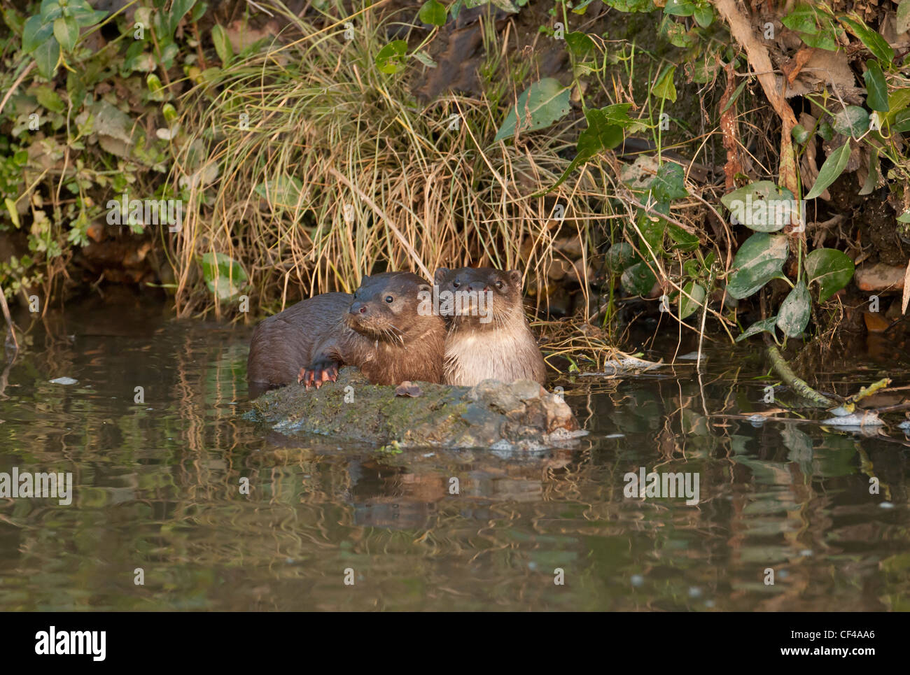 La madre e il cucciolo di lontra comune Lutra lutra Foto Stock