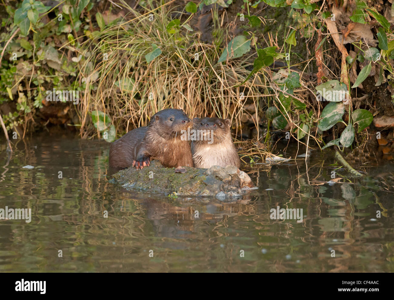La madre e il cucciolo di lontra comune Lutra lutra Foto Stock