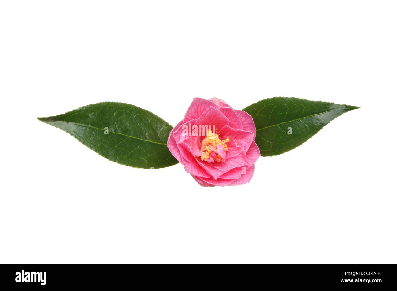 Camellia flower, Williamsii donazione e due lucide foglie sempreverdi isolato su bianco Foto Stock