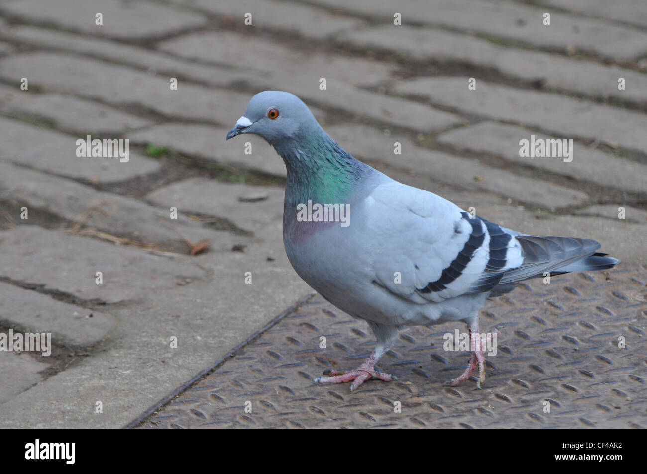 Piccione sul pavimento Foto Stock