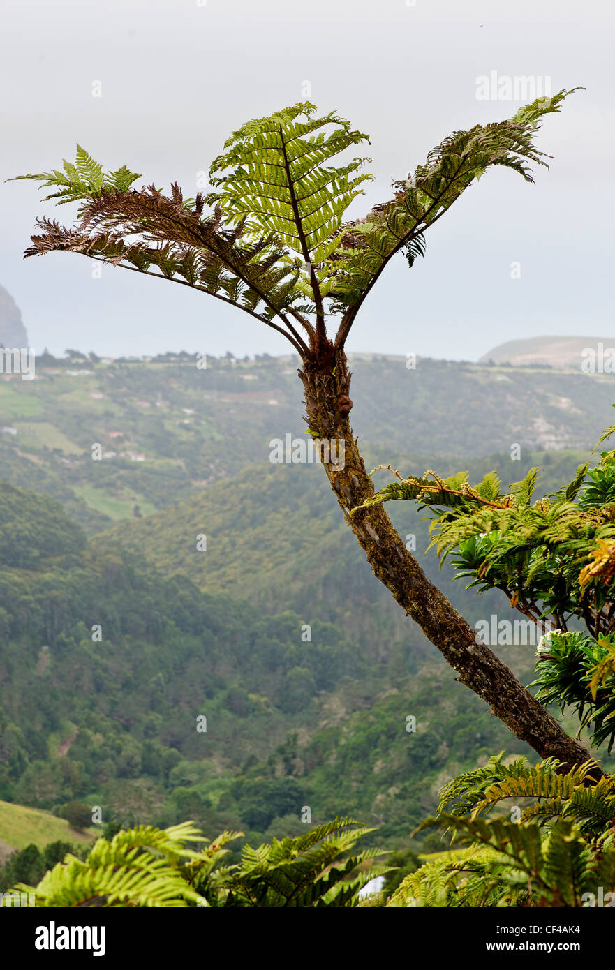 Tree Fern e vista da Diana's Peak St Helena Island nel sud dell'Oceano Atlantico Foto Stock