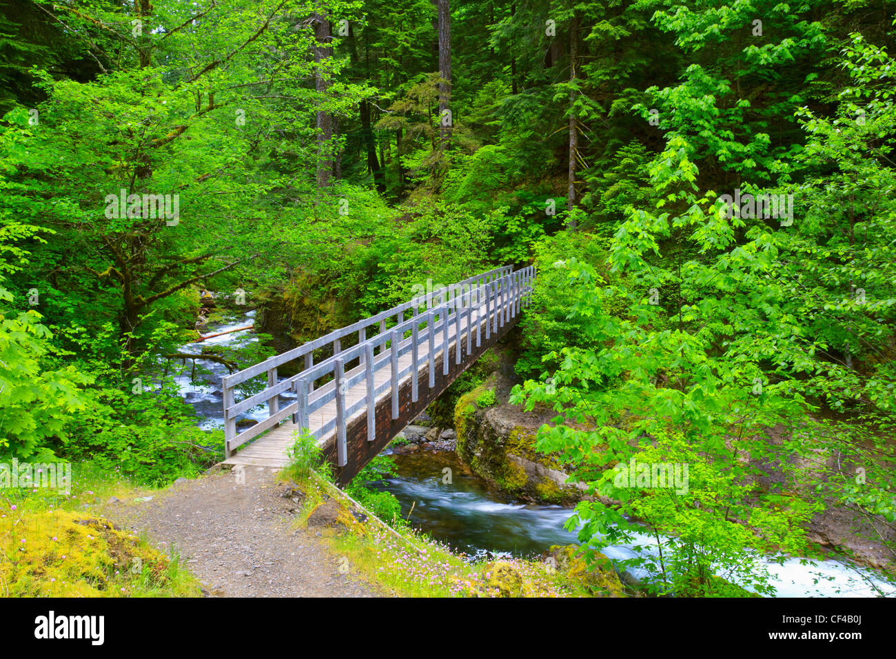 Sentiero lungo Tanner Creek In Columbia River Gorge National Scenic Area del Nord-ovest del Pacifico; Oregon Stati Uniti d'America Foto Stock