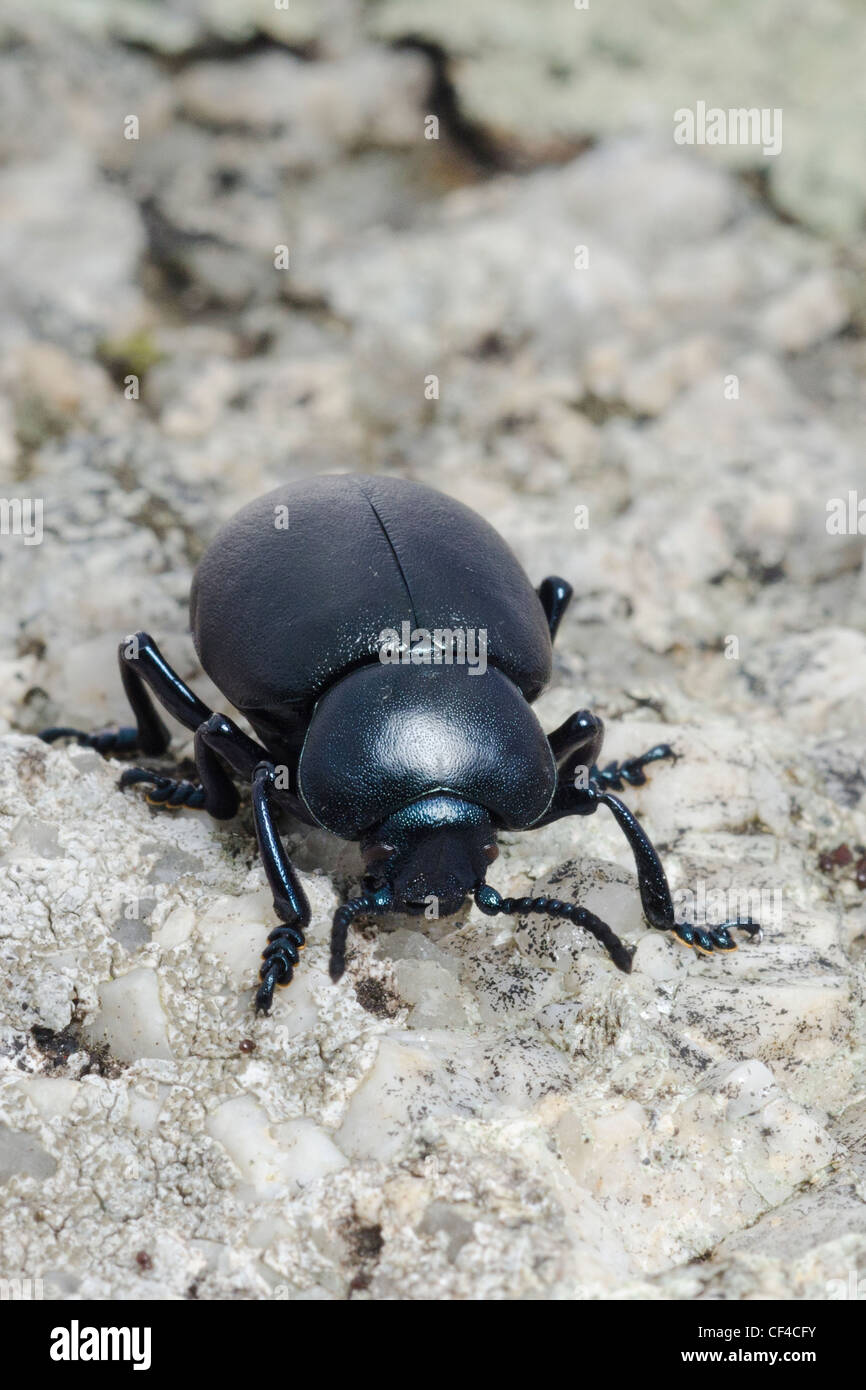 Becchi sanguinosa beetle Foto Stock