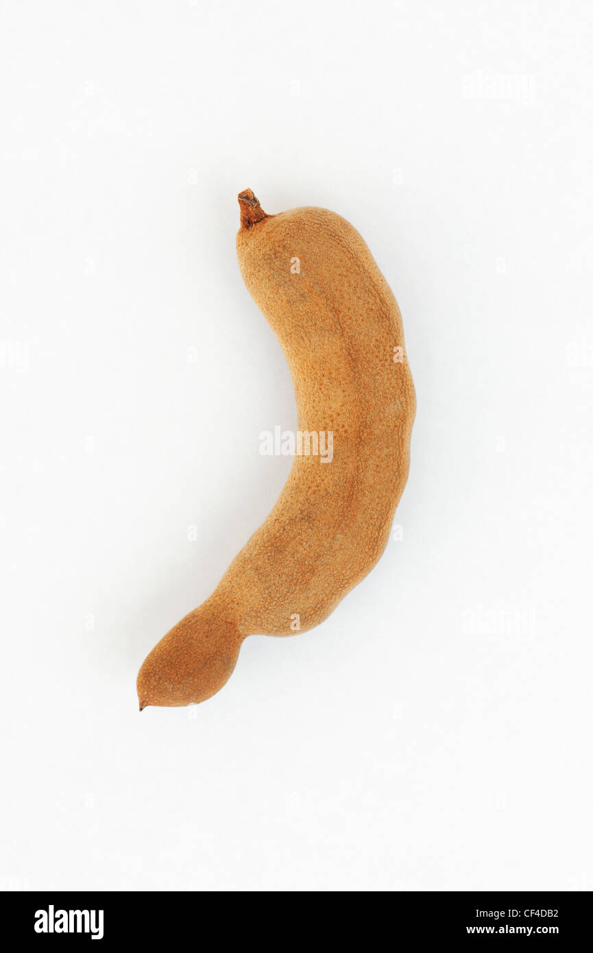 Tamarindus indica . Il tamarindo frutta / capsule di seme su sfondo bianco Foto Stock