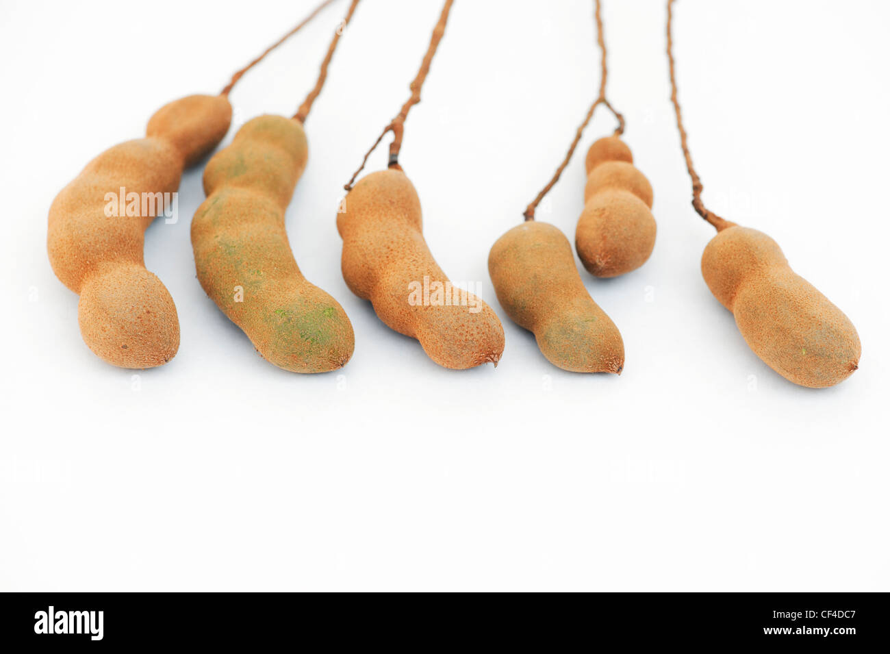Tamarindus indica . Il tamarindo frutta / capsule di seme su sfondo bianco Foto Stock