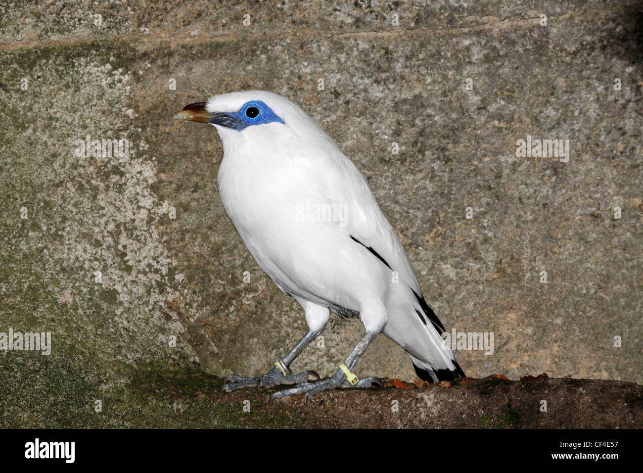 Bali Starling, Leucopsar rothschildi, noto anche come il Bali Mynah è endemica nell isola di Bali e è in pericolo critico sulla Lista Rossa IUCN Foto Stock