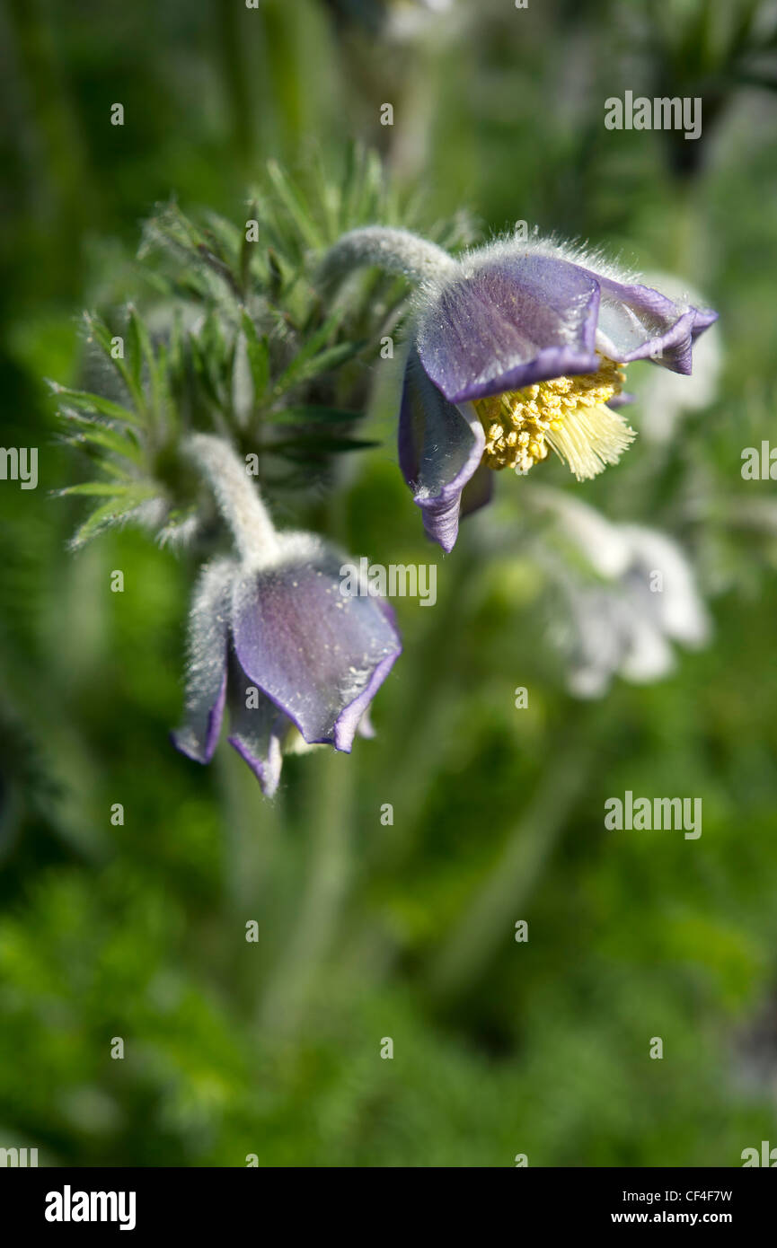 Pulsatilla violacea fiore Foto Stock