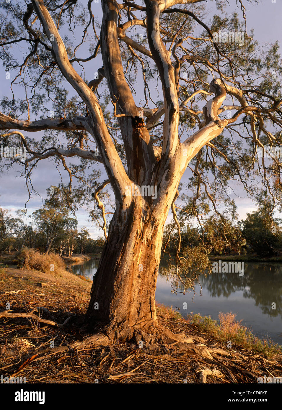 Fiume gomma rossa accanto ad albero creek a esigenze angolo, Victoria, Australia Foto Stock