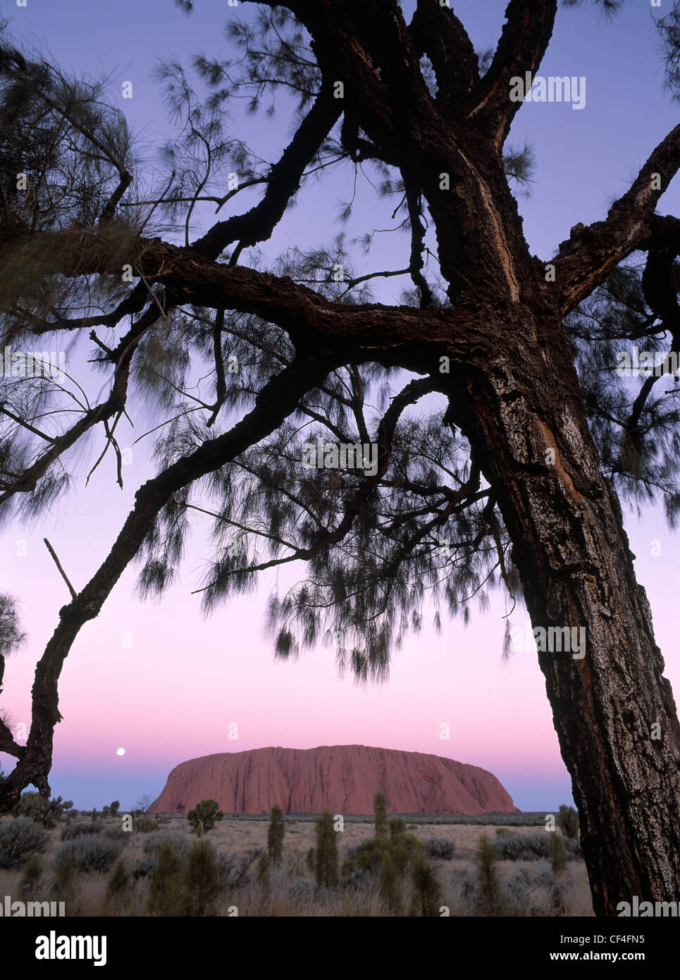 Uluru incorniciato da desert oak al crepuscolo in Uluru-Kata Tjuta National Park, il Territorio del Nord, l'Australia Foto Stock