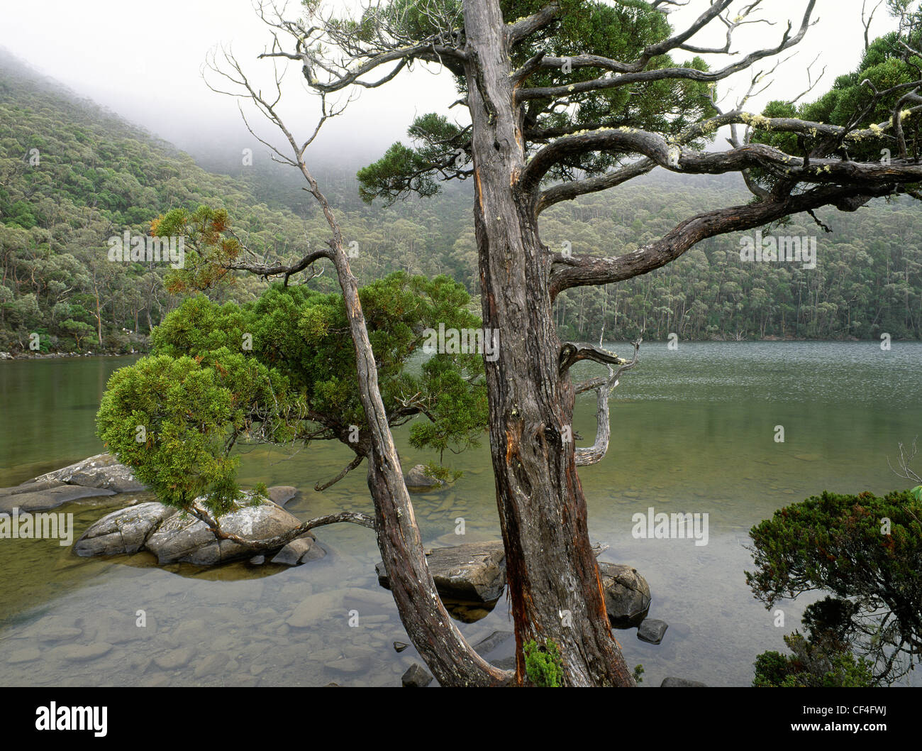 Pino a matita accanto al lago Dobson a Mount campo Parco Nazionale, Tasmania, Australia Foto Stock